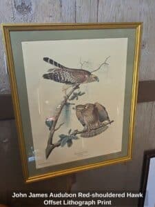 John-James-Audubon-Red-shouldered-Hawk-Offset-Lithograph-Print