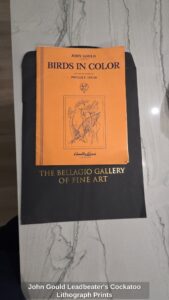 John-Gould-Leadbeaters-Cockatoo-Lithograph-Prints