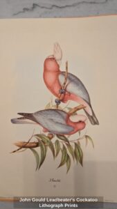 John-Gould-Leadbeaters-Cockatoo-Lithograph-Prints-fifth-image