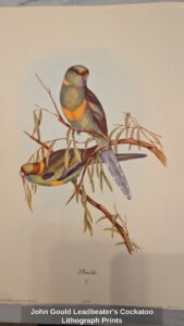 John-Gould-Leadbeaters-Cockatoo-Lithograph-Prints-second-image