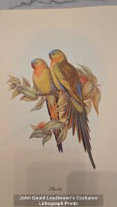 John-Gould-Leadbeaters-Cockatoo-Lithograph-Prints-third-image