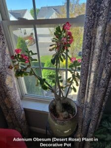 Adenium-Obesum-Desert-Rose-Plant-in-Decorative-Pot