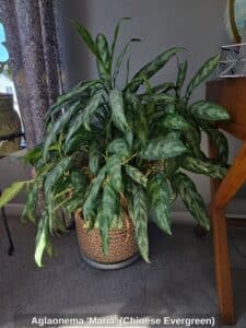 Aglaonema-Maria-Chinese-Evergreen