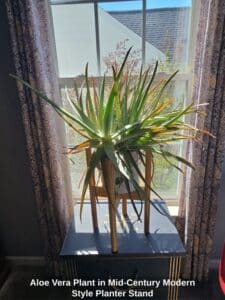 Aloe-Vera-Plant-in-Mid-Century-Modern-Style-Planter-Stand