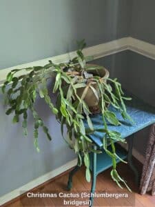 Christmas-Cactus-Schlumbergera-bridgesii