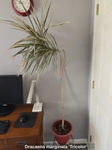 Dracaena-marginata-Tricolor