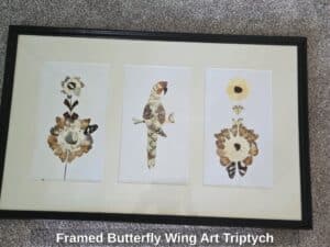 Framed-Butterfly-Wing-Art-Triptych