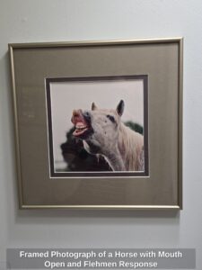 Framed-Photograph-of-a-Horse-with-Mouth-Open-and-Flehmen-Response