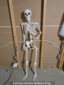 Full-Size-Human-Skeleton-Prop