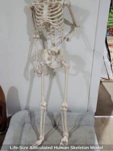 Life-Size-Articulated-Human-Skeleton-Model