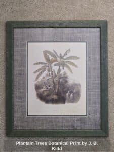 Plantain-Trees-Botanical-Print-by-J.-B.-Kidd