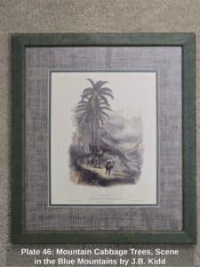Plate-Mountain-Cabbage-Trees-Scene-in-the-Blue-Mountains-by-J.B.-Kidd
