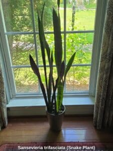 Sansevieria-trifasciata-Snake-Plant