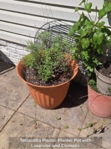 Terracotta-Plastic-Planter-Pot-with-Lavender-and-Clematis