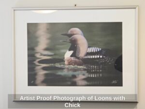 Artist-Proof-Photograph-of-Loons-with-Chick