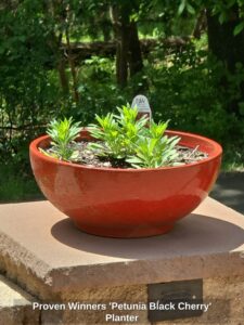 Proven-Winners-Petunia-Black-Cherry-Planter