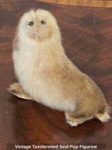 Vintage-Taxidermied-Seal-Pup-Figurine
