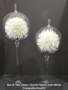 Set-of-Two-Glass-Cloche-Vases-with-White-Craspedia-Inserts