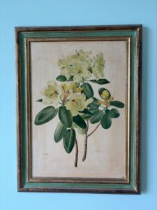 Botanical-Print-of-Rhododendron-Cinnabarinum-var.-Roylei-by-Carlos-von-Riefel