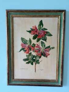 Botanical-Print-of-Rhododendron-Cinnabarinum-var.-Roylei-by-Carlos-von-Riefel-second-image