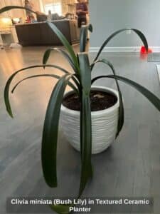 Clivia-miniata-Bush-Lily-in-Textured-Ceramic-Planter