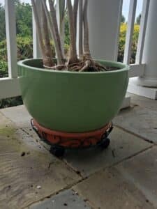 Dracaena-Fragrans-Corn-Plant-in-Red-Lantern-Celadon-Porcelain-Fishbowl-Planter-with-Metal-Stand