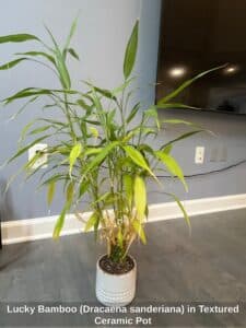 Lucky-Bamboo-Dracaena-sanderiana-in-Textured-Ceramic-Pot