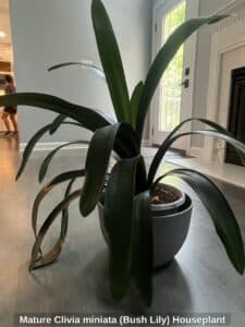 Mature-Clivia-miniata-Bush-Lily-Houseplant