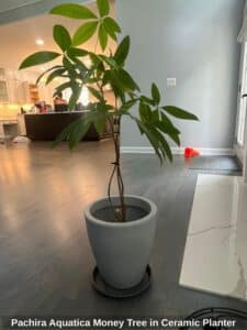 Pachira-Aquatica-Money-Tree-in-Ceramic-Planter