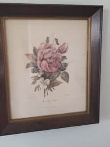 Pierre-Joseph-Redout-Rose-Th-et-Penses-Lithograph