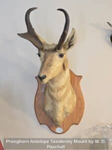 Pronghorn-Antelope-Taxidermy-Mount-by-W.-D.-Paschall