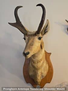 Pronghorn-Antelope-Taxidermy-Shoulder-Mount