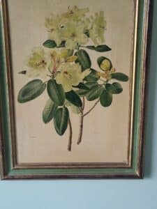 Rhododendron-Wardii-and-C.-Rufel-Botanical-Print