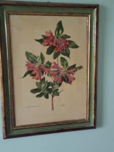 Rhododendron-cinnabarinum-var.-roylei-botanical-print
