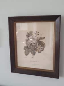 Rose-close-Feuilles-et-Capucines-Botanical-Print-by-Pierre-Joseph-Redout