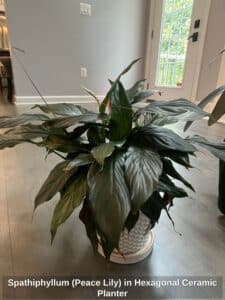 Spathiphyllum-Peace-Lily-in-Hexagonal-Ceramic-Planter