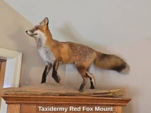 Taxidermy-Red-Fox-Mount