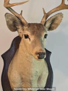 Taxidermy-Whitetail-Deer-Mount-second-image