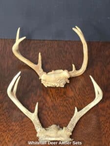 Whitetail-Deer-Antler-Sets
