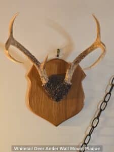 Whitetail-Deer-Antler-Wall-Mount-Plaque
