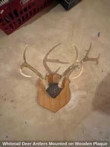 Whitetail-Deer-Antlers-Mounted-on-Wooden-Plaque