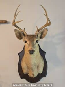 Whitetail-Deer-Taxidermy-Mount