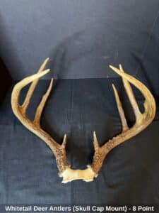 Whitetail-Deer-Antlers-Skull-Cap-Mount-Point