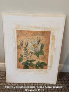 Pierre-Joseph-Redout-Rosa-Alba-Foliacea-Botanical-Print