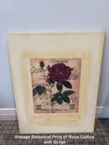 Vintage-Botanical-Print-of-Rosa-Gallica-with-Script
