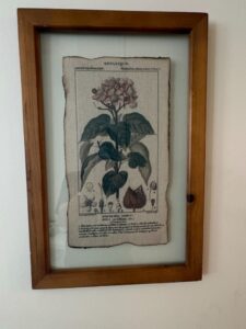 Bixa-Orellana-Botanical-Wall-Art-Decor-1