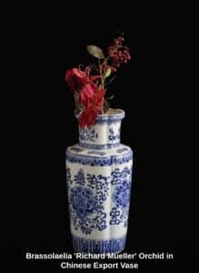 Brassolaelia-Richard-Mueller-Orchid-in-Chinese-Export-Vase