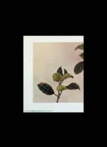 Hydrangea-and-Sparrows-Print-third-image