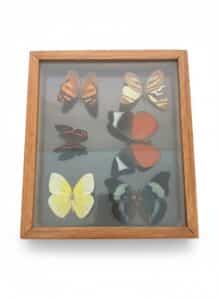 Framed-Butterfly-Specimen-Display