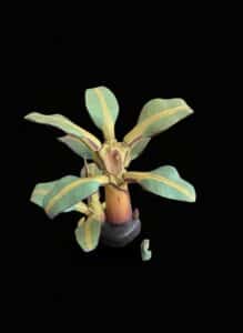 Hand-Carved-Wooden-Banana-Plant-Sculpture